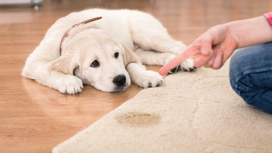 How to Remove Pet Stains from an Area Rug at Home